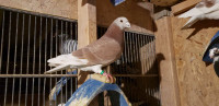 Show homer racing pigeons 