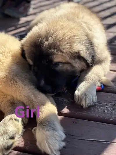 1 female puppy available and ready to go. Mom is Pyrenees, Dad is Caucasian Shepherd (Both pictured...