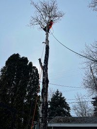 ISA Certified Arborist