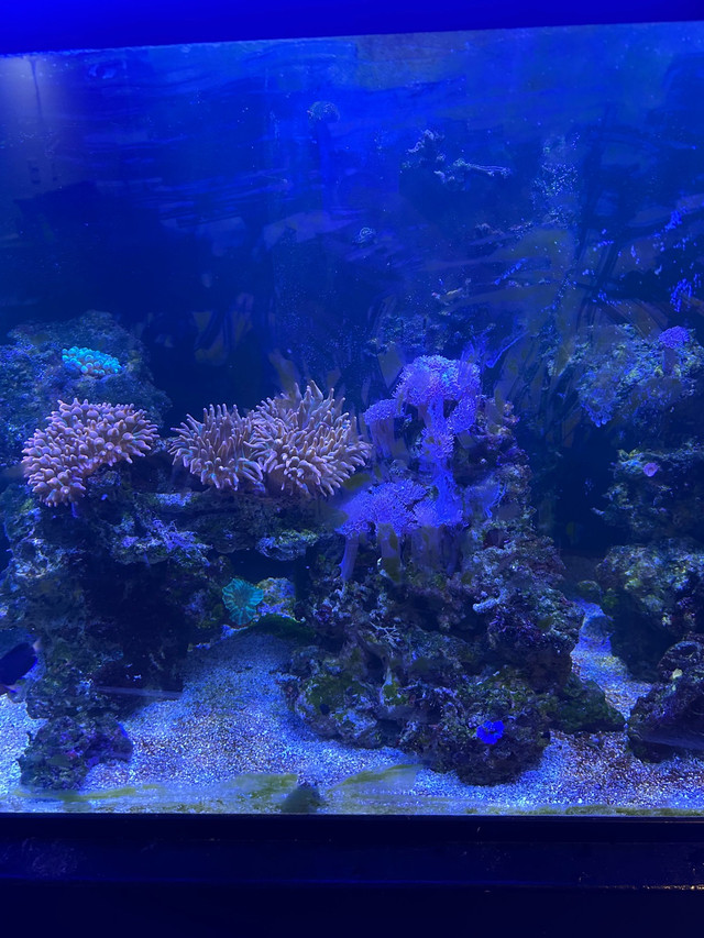 130 gallon saltwater aquarium reef for sale in Livestock in City of Toronto - Image 2