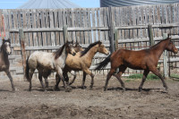 Registered Quarter Horses