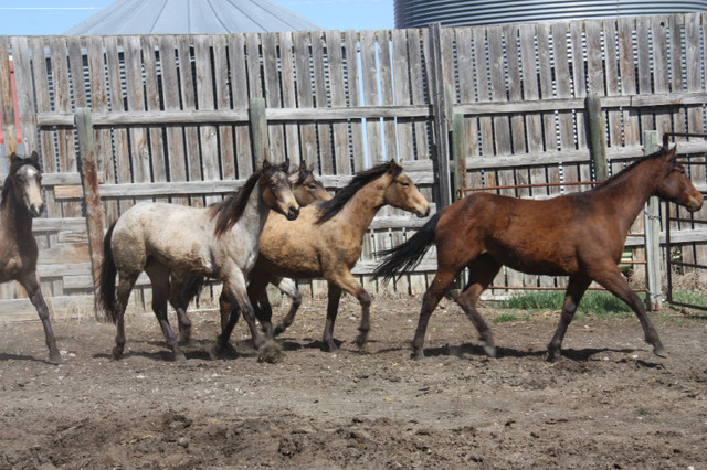 Registered Quarter Horses in Horses & Ponies for Rehoming in Lethbridge