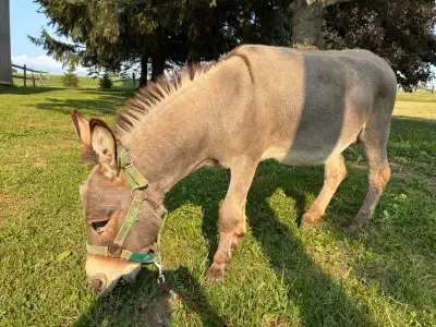 male mini  donkey, View more
