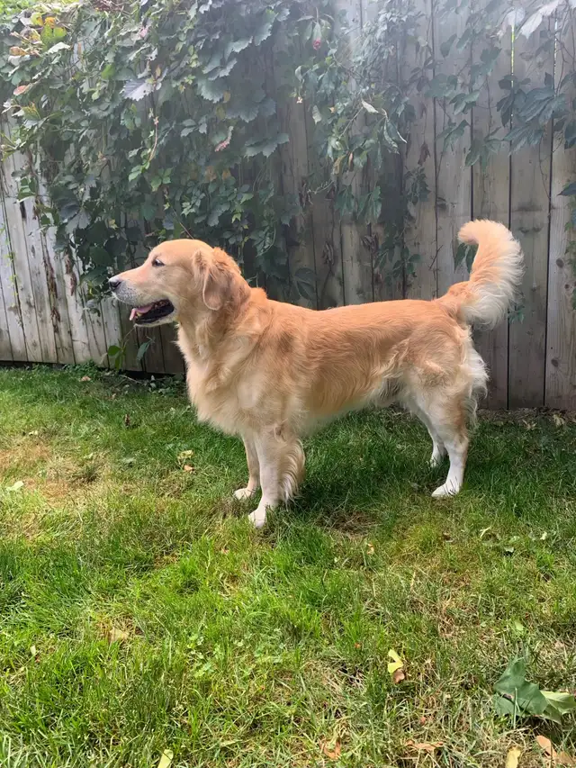 Golden Retriever Pup Waitlist in Dogs & Puppies for Rehoming in Owen Sound - Image 3
