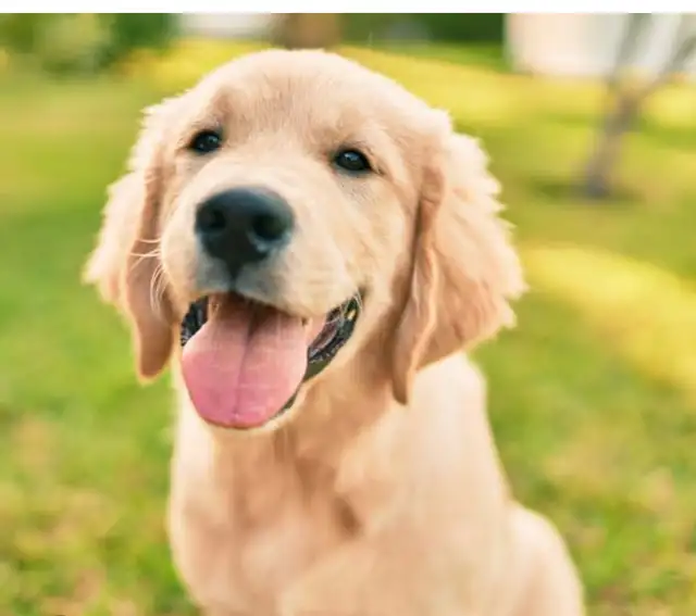 Golden  retriever puppy in Dogs & Puppies for Rehoming in Mississauga / Peel Region - Image 2