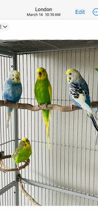 Budgies for sale