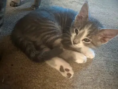 Lynx Pointer Siamese x Russian blue kittens for sale, View more
