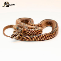 Serpent roi d'apalachicola - Striped - Mâle