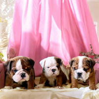 English Bulldog Puppies – CKC Registered – Available July 17 Cornwall Ontario Preview