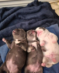 Rare exotic nanobullies  (PRIZE WINNING BLOODLINES)