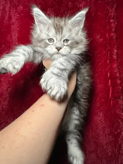 Magnifique petites femelles Polydactyl disponible à la réservation. Elles seront enregistrés TICA, v...