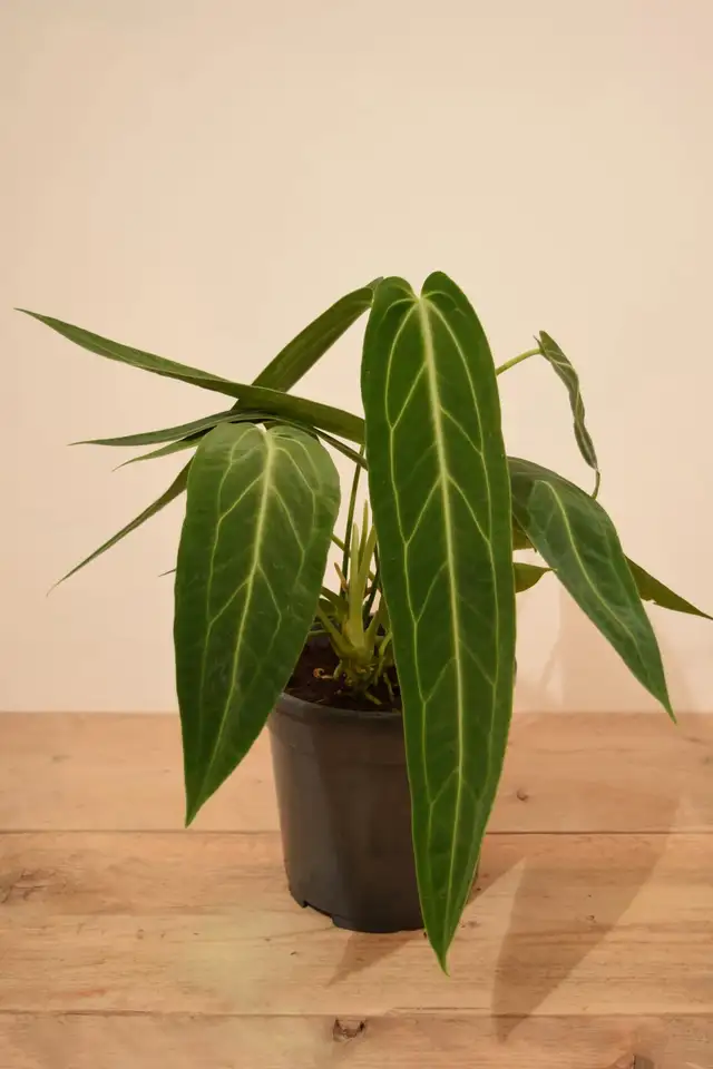 Queen anthurium -shipping62864746308867122