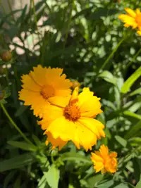 Coreopsis Jaune Vivace / Yellow Perennial