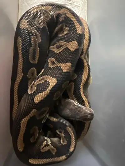 Leopard phantom yellow belly/ ashphalt femal ball python , View more