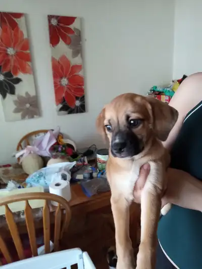 Puppies for Sale (8 Weeks Old), View more