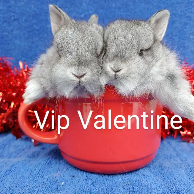 EXTRAORDINARY Baby Lionhead Bunny Rabbit in Small Animals for Rehoming in Kingston - Image 4