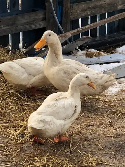 pekin duck hatching eggs, View more