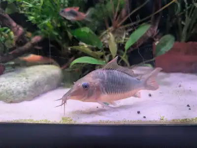 Multiradiatus Corydoras Brochis - Extremely Rare, View more