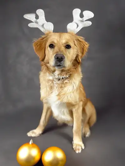 Goldendoodle cross, View more