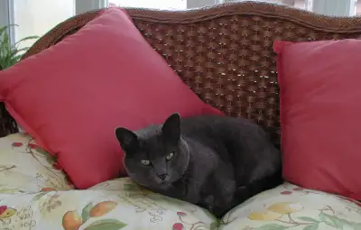 Garderie pour chats, View more