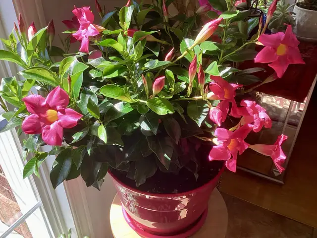 PLANTES, PLANTES, PLANTES EN PLEINE SANTÉ !!!!! in Other in Laval / North Shore - Image 7