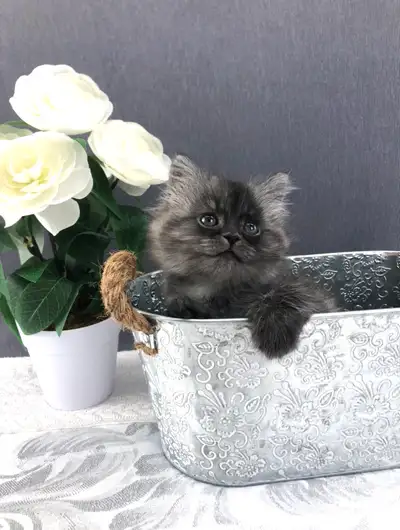 Silver Shaded Maine Coon Kitten, View more