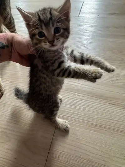 Highland lynx x bengal prêt à  partir, View more