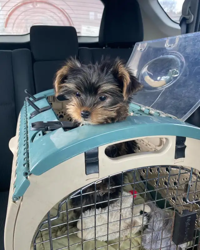 HIGH QUALITY MINIATURE YORKIE PUPPIES in Dogs & Puppies for Rehoming in City of Toronto - Image 7