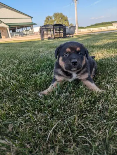 Lab retriever x Shepard puppies , View more