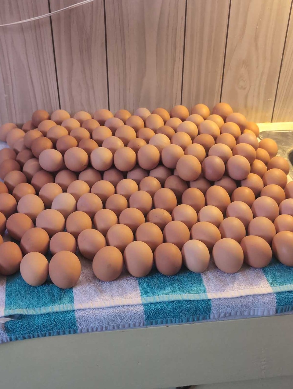 chicken eggs in | Livestock | Edmonton | Free local classifieds - Kijiji