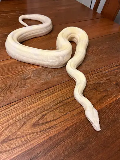 1.0 Moonglow Boa, View more