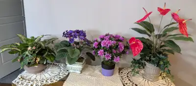 Are you tired of your plants drying out, turning yellow, overwatering, underwatering, bugs? Enjoy br...