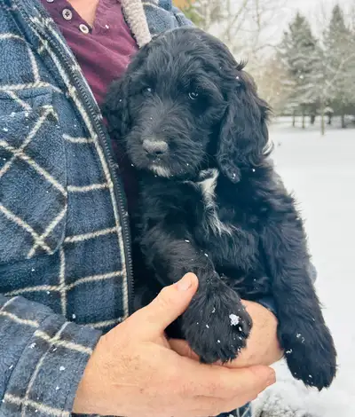 Magnifique Bordoodles F1 Papa Caniche Royal bleu et maman border collie. Nos chiots sont élevés dans...