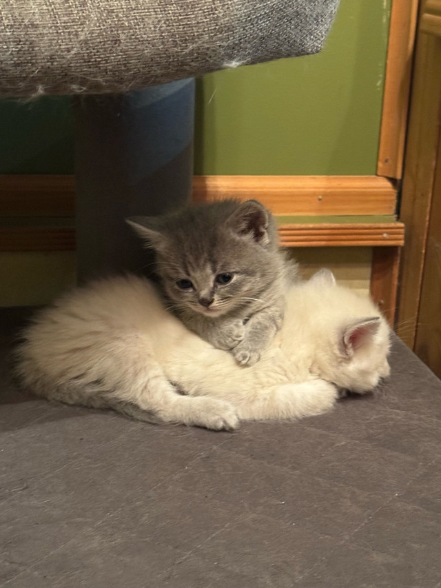 British shorthair X Ragdoll kittens in Cats & Kittens for Rehoming in Mission - Image 3