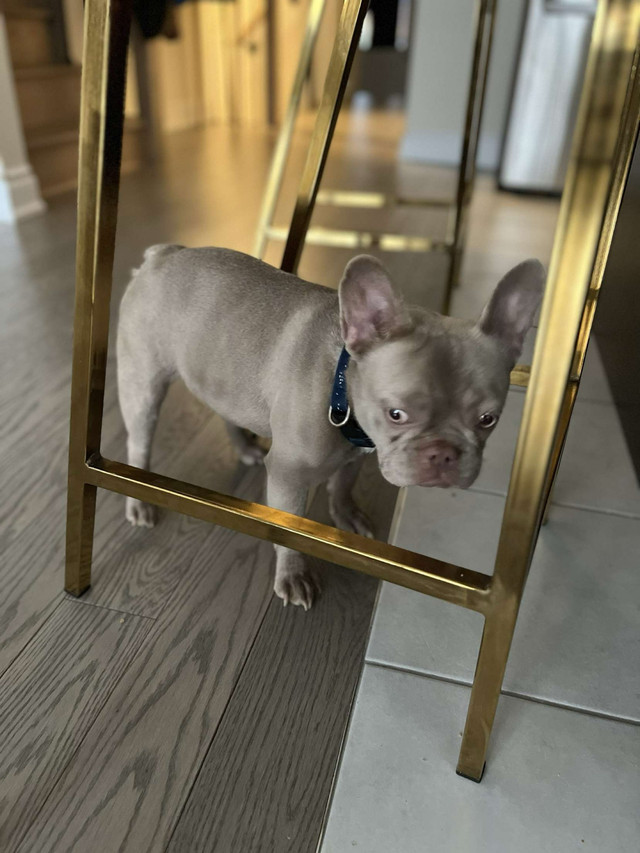 1 high quality mini French bulldog for sale  in Dogs & Puppies for Rehoming in City of Toronto - Image 4