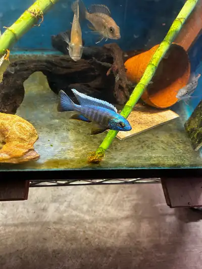 4 inch blue peacocks , View more