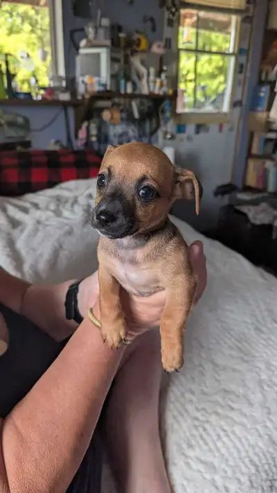 Dachshund puppies , View more