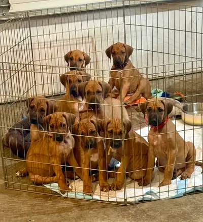 PUREBRED RHODESIAN RIDGEBACK PUPS, View more