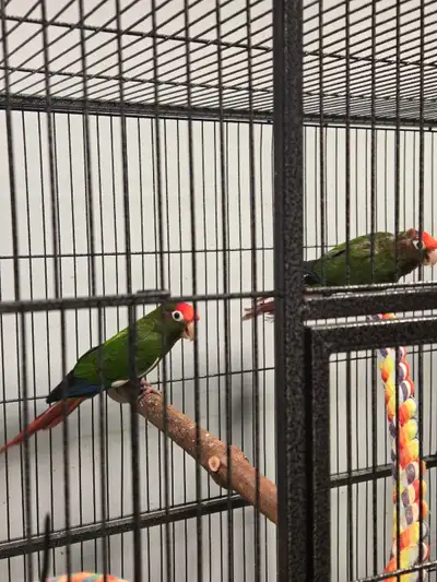 Rose Crown Conure Pairs, View more