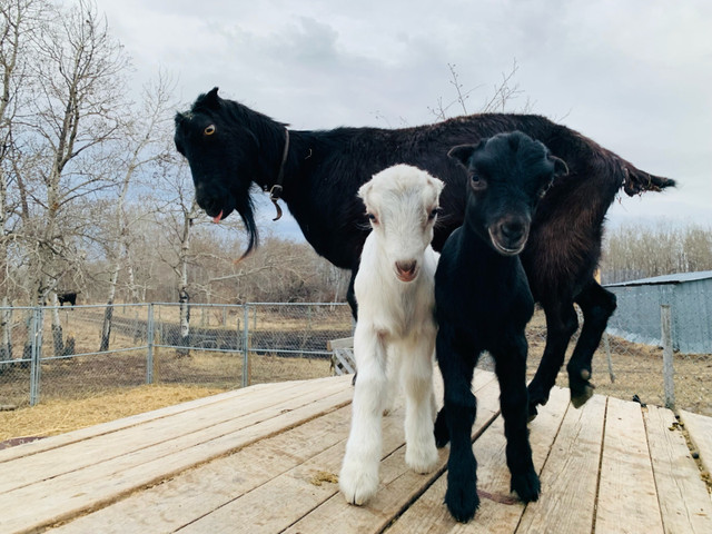 Nanny goat for sale with two doelings  in Livestock in Prince Albert - Image 4