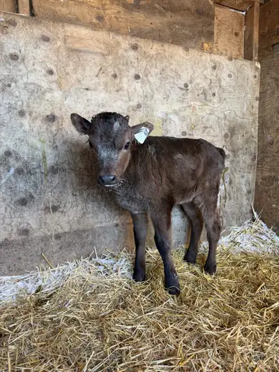 Dexter heifer calf , View more