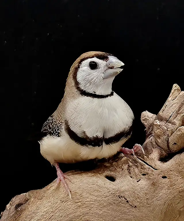 DIAMANT BICHENOW M/F DISPONIBLES in Birds for Rehoming in Saint-Jean-sur-Richelieu - Image 2