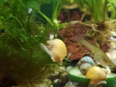 Mystery Snail, View more