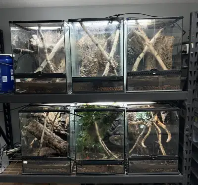 Crested Gecko Package , View more