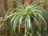 Spider House Plants $20