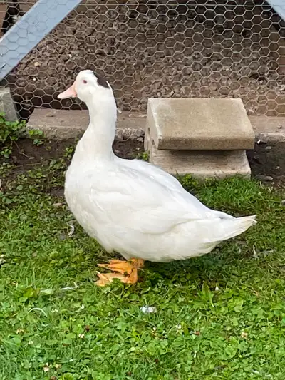 Canard blanc de 3 mois, View more