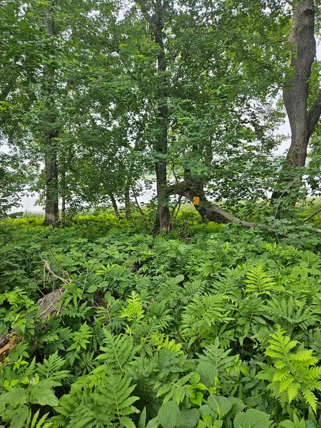 3.5-acre plot to clear the tall vegetation63234473031427121