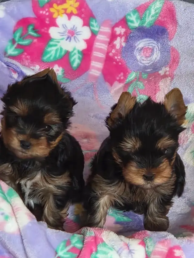 CKC Registered Yorkshire terrier puppies in Dogs & Puppies for Rehoming in City of Toronto - Image 5