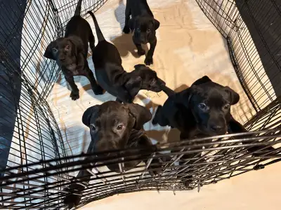 Weimaraner / Presa Mastiff Puppies take home today :), View more