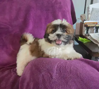 Shih-tzu x Havanese, View more